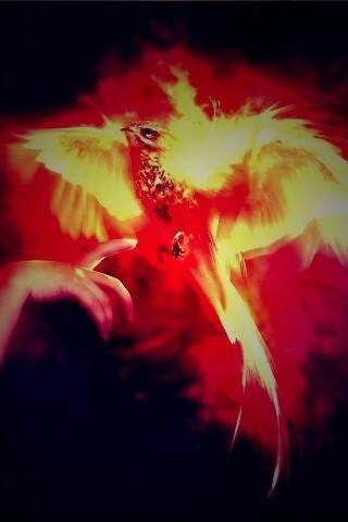 Феникс обои