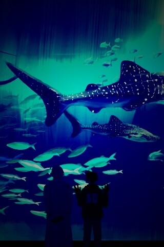 Двое в океанариуме обои