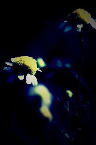 Стремный лепестун обои