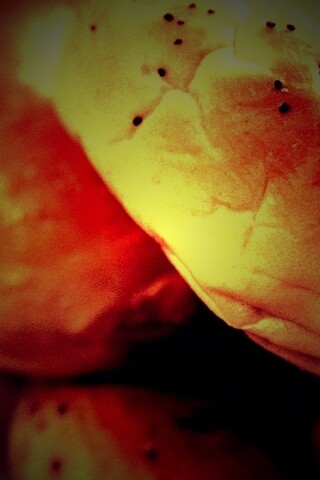 Булочки с маком обои