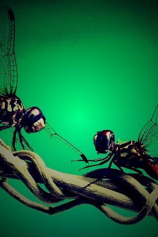 Две стрекозы обои