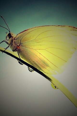 Жёлтая бабочка на стебельке обои