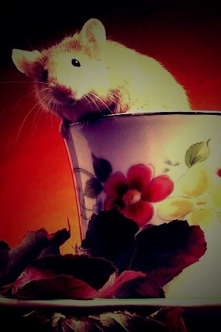 Мышонок выбирается из чашки обои