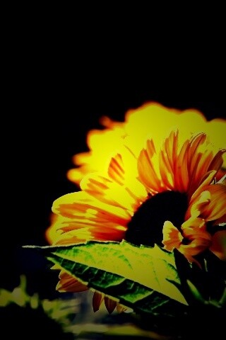 Цветок солнца обои