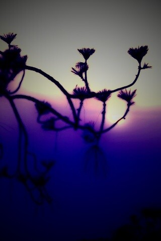 Ленкоранская акация на фоне синего заката обои