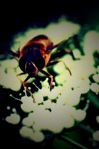 Пчела на нежный белых цветах обои