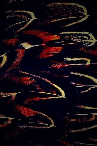 Красивые перья обои