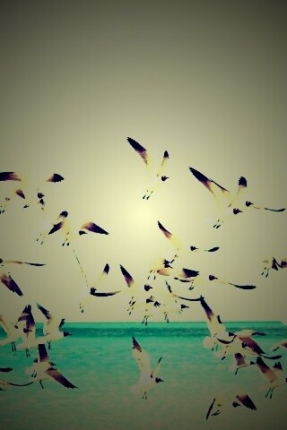 Стая взлетающих чаек обои
