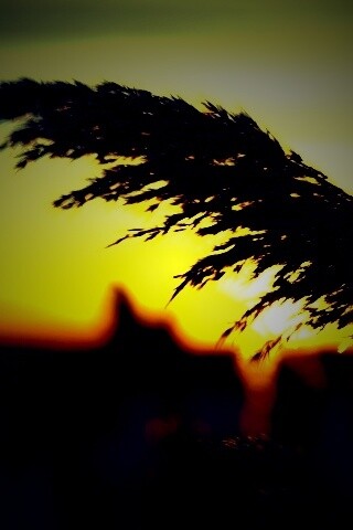 Камыш на закате обои