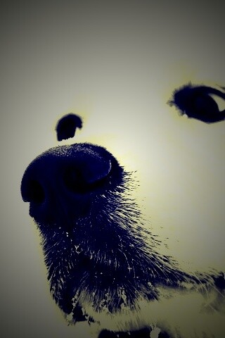 Белый пёсик обои