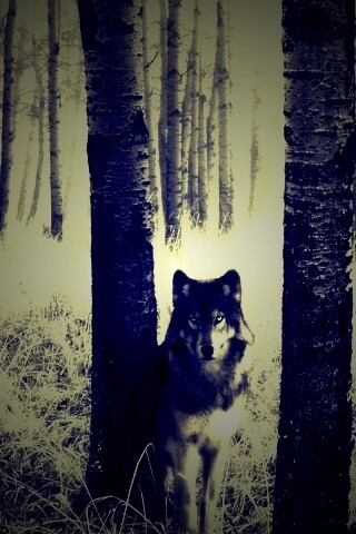 Волк в лесу обои