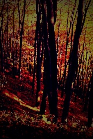 Осенний лес обои