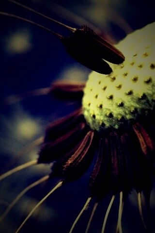 Лысеющий одуванчик обои