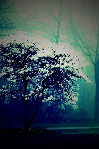 Цветущее дерево обои