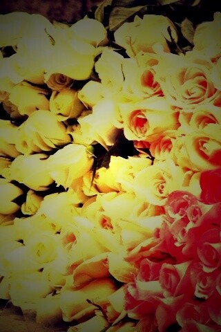 Букеты светлых роз обои