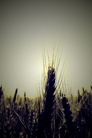 Колосья в поле обои