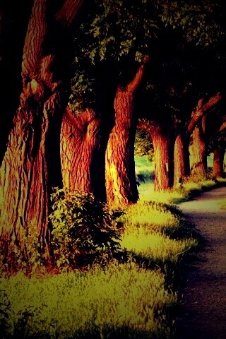 Аллея старых раскидистых деревьев обои