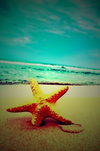 Морская звезда в песке обои