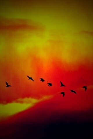 Птицы летят в закатном небе обои