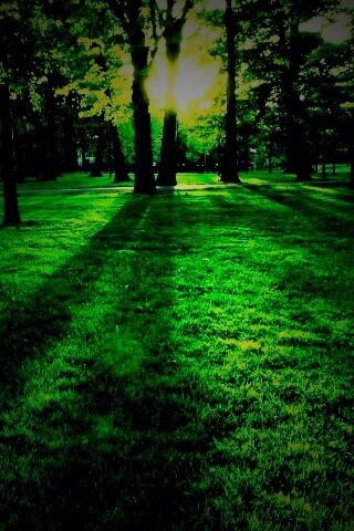 Лучи солнца сквозь листву деревьев обои