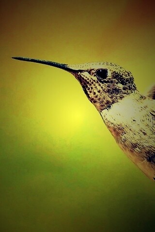 Колибри в полёте обои