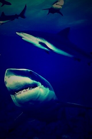 Стая акул обои