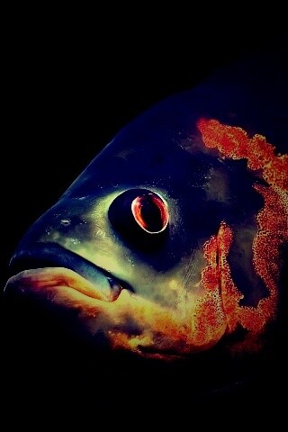 Глубоководный окунь обои