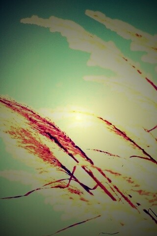 Солнце играет на степном ковыле обои