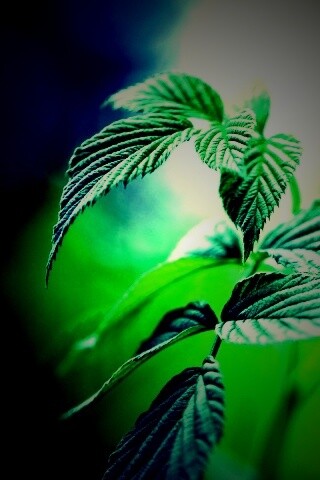 Листья малины обои