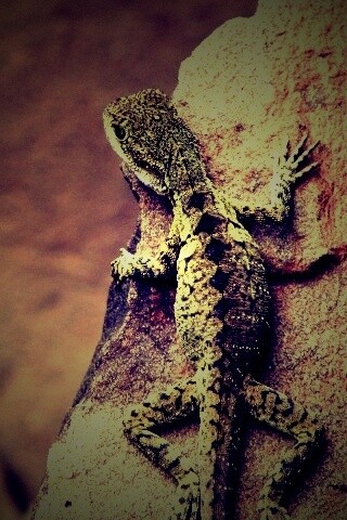 Ящерица на камне обои