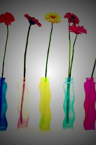 Герберы в изогнутых вазах обои