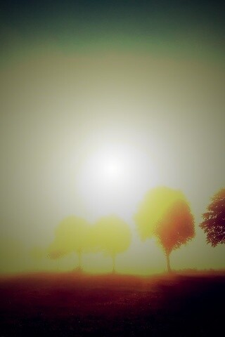 Деревья в поле обои