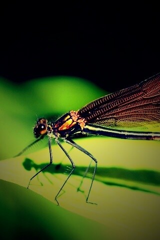 Стрекоза на листе обои