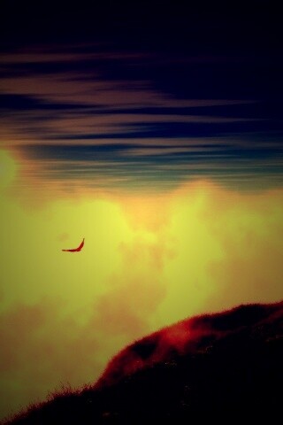 Птица парит над туманом обои