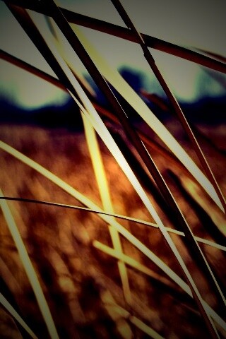 Желтая трава обои