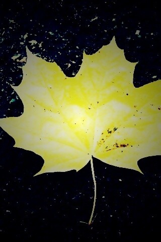 Желтый лист обои