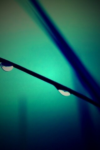 Трава после дождя обои