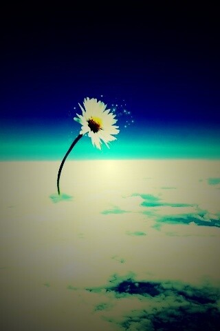 Ромашка в стратосфере обои