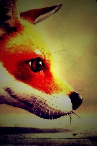 Лиса и жук обои