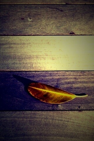 Лист на деревянном полу обои