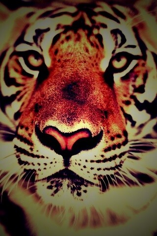 Красавец тигр обои