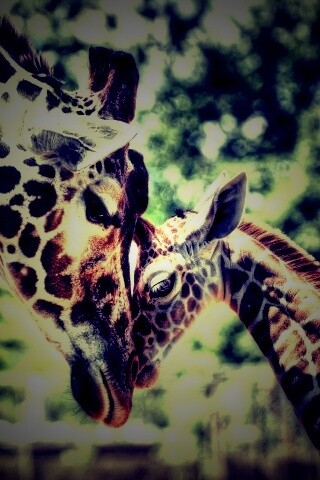 Жирафа и жирафёнок обои