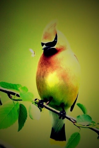 Оранжевая птичка обои