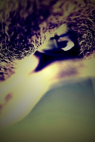 Макро фото мордашки кота обои