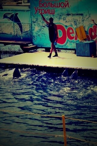 Утро в дельфинарии обои