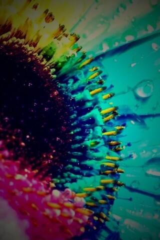 Цветик семицветик обои