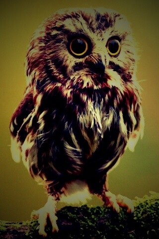 Забавный совёнок обои