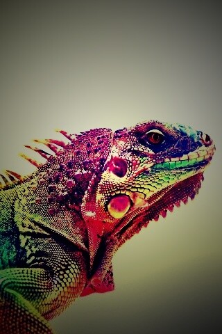 Игуана обои