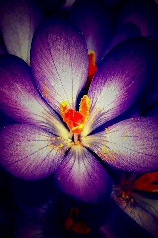 Сиреневый цветок обои