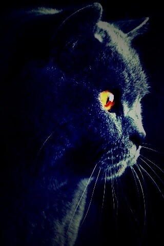 Плюшик  обои